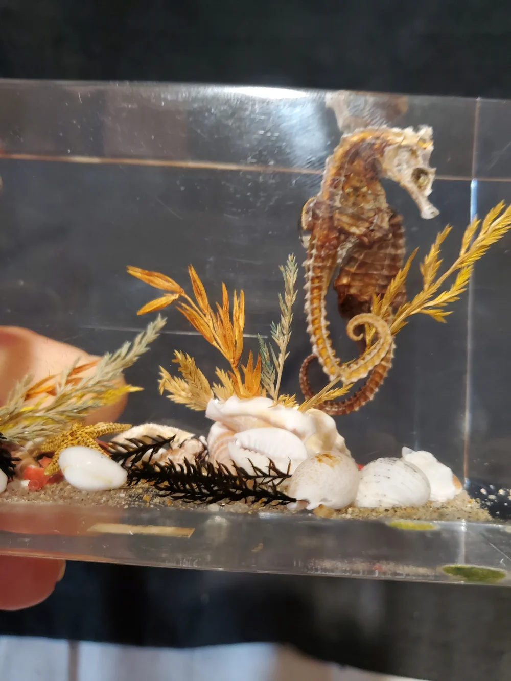 Vintage Mid-Century Canadian Lucite Seahorse Acrylic Block Paperweight
